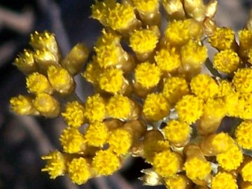 Helichrysum italicum